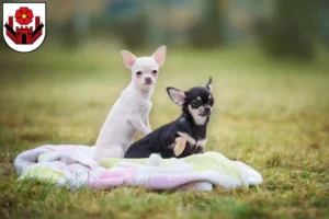 Mehr über den Artikel erfahren Chihuahua Züchter und Welpen in Lippstadt