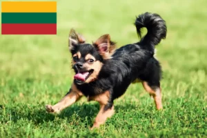Mehr über den Artikel erfahren Chihuahua Züchter und Welpen in Litauen