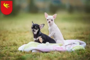 Mehr über den Artikel erfahren Chihuahua Züchter und Welpen in Lörrach