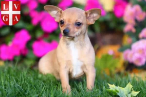 Mehr über den Artikel erfahren Chihuahua Züchter und Welpen in Lugano