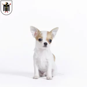 Mehr über den Artikel erfahren Chihuahua Züchter und Welpen in München