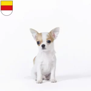 Mehr über den Artikel erfahren Chihuahua Züchter und Welpen in Münster