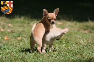 Mehr über den Artikel erfahren Chihuahua Züchter und Welpen in Neuwied
