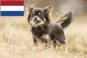Mehr über den Artikel erfahren Chihuahua Züchter und Welpen in den Niederlanden