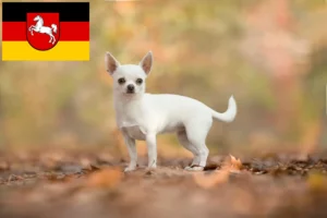 Mehr über den Artikel erfahren Chihuahua Züchter und Welpen in Niedersachsen