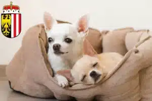 Mehr über den Artikel erfahren Chihuahua Züchter und Welpen in Oberösterreich