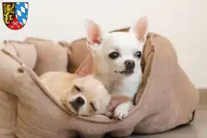 Mehr über den Artikel erfahren Chihuahua Züchter und Welpen in der Oberpfalz