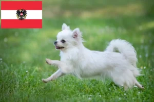Mehr über den Artikel erfahren Chihuahua Züchter und Welpen in Österreich
