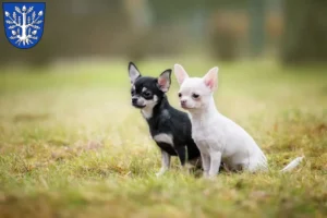 Mehr über den Artikel erfahren Chihuahua Züchter und Welpen in Offenbach am Main