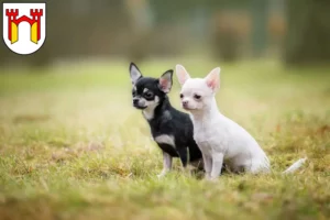 Mehr über den Artikel erfahren Chihuahua Züchter und Welpen in Offenburg
