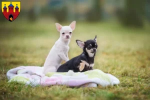 Mehr über den Artikel erfahren Chihuahua Züchter und Welpen in Oldenburg