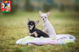 Mehr über den Artikel erfahren Chihuahua Züchter und Welpen in Olpe