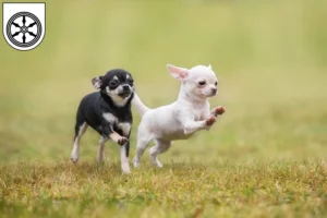 Mehr über den Artikel erfahren Chihuahua Züchter und Welpen in Osnabrück