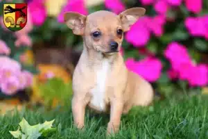 Mehr über den Artikel erfahren Chihuahua Züchter und Welpen in Peine