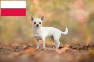 Mehr über den Artikel erfahren Chihuahua Züchter und Welpen in Polen