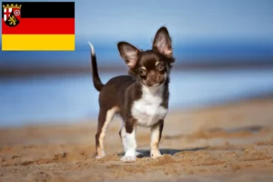 Mehr über den Artikel erfahren Chihuahua Züchter und Welpen in Rheinland-Pfalz