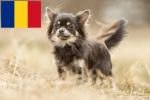 Mehr über den Artikel erfahren Chihuahua Züchter und Welpen in Rumänien