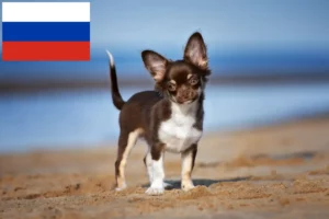 Mehr über den Artikel erfahren Chihuahua Züchter und Welpen in Russland