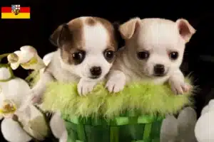 Mehr über den Artikel erfahren Chihuahua Züchter und Welpen im Saarland