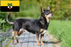 Mehr über den Artikel erfahren Chihuahua Züchter und Welpen in Sachsen-Anhalt