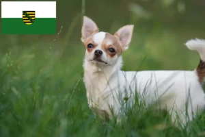 Mehr über den Artikel erfahren Chihuahua Züchter und Welpen in Sachsen