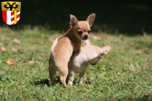 Mehr über den Artikel erfahren Chihuahua Züchter und Welpen in Schwaben