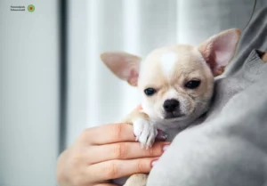 Mehr über den Artikel erfahren Chihuahua Züchter und Welpen im Schwarzwald