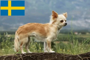 Mehr über den Artikel erfahren Chihuahua Züchter und Welpen in Schweden