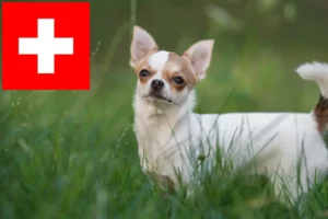 Mehr über den Artikel erfahren Chihuahua Züchter und Welpen in der Schweiz