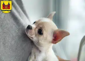 Mehr über den Artikel erfahren Chihuahua Züchter und Welpen in Schwelm