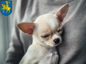 Mehr über den Artikel erfahren Chihuahua Züchter und Welpen in Schwerin