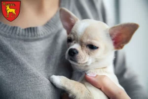 Mehr über den Artikel erfahren Chihuahua Züchter und Welpen in Sigmaringen