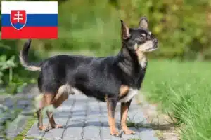 Mehr über den Artikel erfahren Chihuahua Züchter und Welpen in der Slowakei