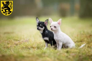 Mehr über den Artikel erfahren Chihuahua Züchter und Welpen in Sonneberg