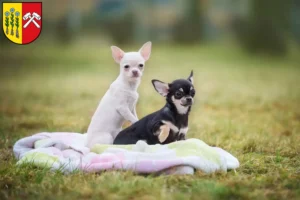 Mehr über den Artikel erfahren Chihuahua Züchter und Welpen in Sonthofen