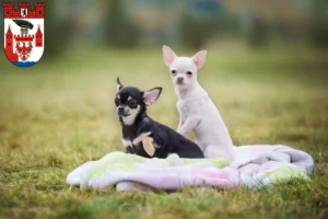 Mehr über den Artikel erfahren Chihuahua Züchter und Welpen in Spandau