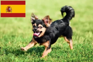 Mehr über den Artikel erfahren Chihuahua Züchter und Welpen in Spanien