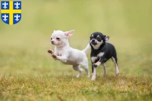 Mehr über den Artikel erfahren Chihuahua Züchter und Welpen in St. Wendel