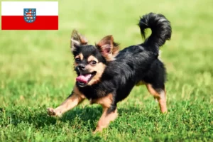 Mehr über den Artikel erfahren Chihuahua Züchter und Welpen in Thüringen