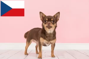 Mehr über den Artikel erfahren Chihuahua Züchter und Welpen in Tschechien