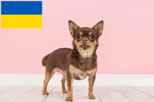 Mehr über den Artikel erfahren Chihuahua Züchter und Welpen in der Ukraine