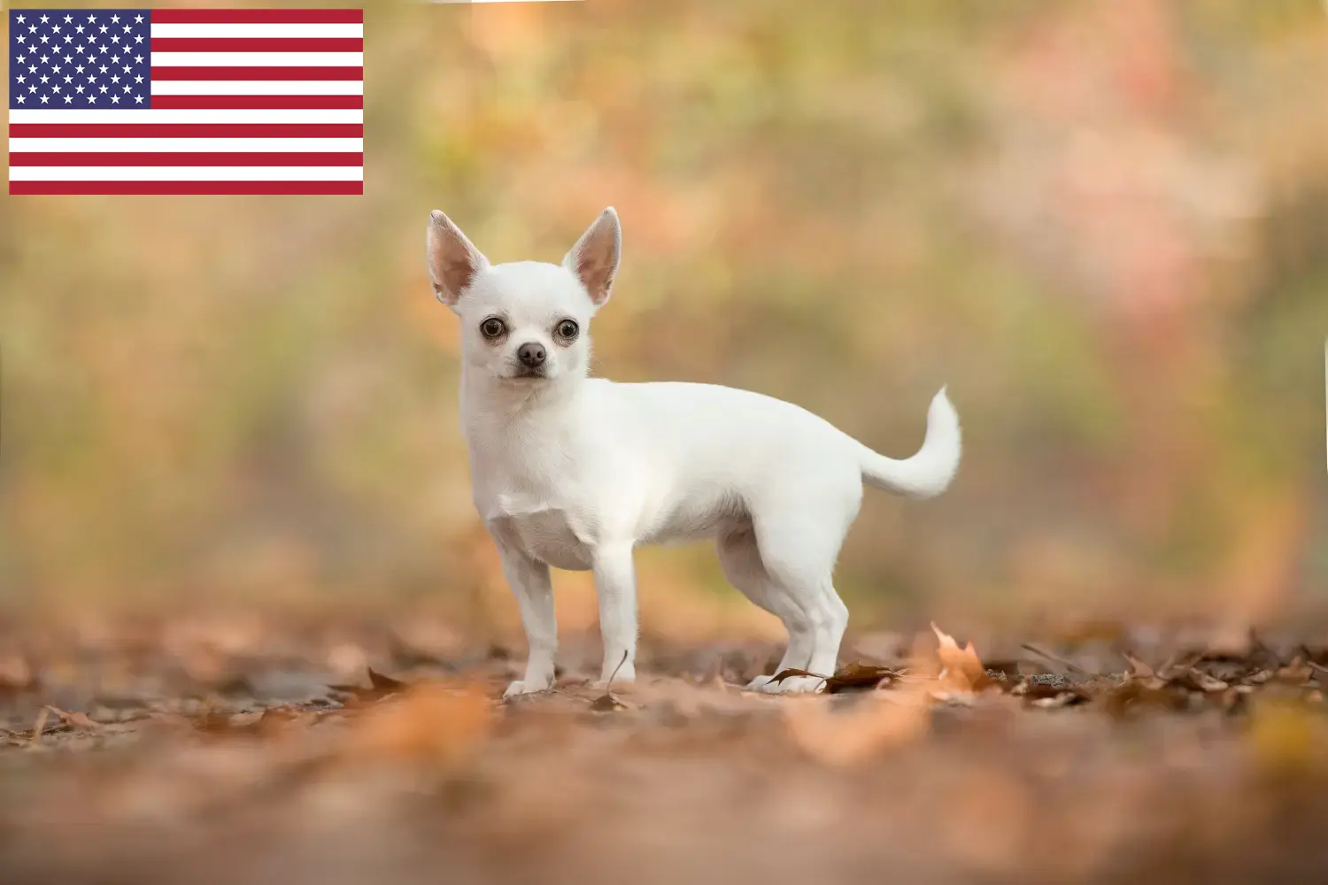 Mehr über den Artikel erfahren Chihuahua Züchter und Welpen in den USA