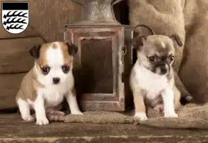 Mehr über den Artikel erfahren Chihuahua Züchter und Welpen in Waiblingen