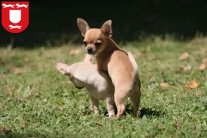 Mehr über den Artikel erfahren Chihuahua Züchter und Welpen in Wesel