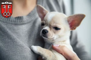 Mehr über den Artikel erfahren Chihuahua Züchter und Welpen in Wittlich