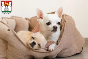 Mehr über den Artikel erfahren Chihuahua Züchter und Welpen in Wolfsburg