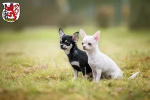Mehr über den Artikel erfahren Chihuahua Züchter und Welpen in Wuppertal