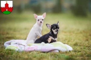 Mehr über den Artikel erfahren Chihuahua Züchter und Welpen in Zirndorf