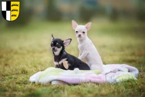 Mehr über den Artikel erfahren Chihuahua Züchter und Welpen im Zollernalbkreis