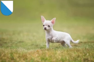 Mehr über den Artikel erfahren Chihuahua Züchter und Welpen in Zürich